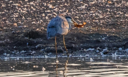 Heron catching fish at Lunt Credit Nathan Wilde