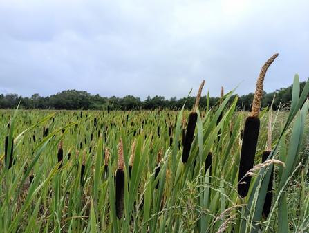 A field of bulrushes