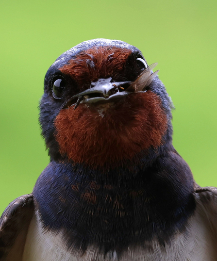 August 2025 photo competition runner up taken at Brockholes Nature Reserve 