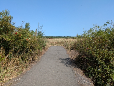A path at Lunt Meadows overlooking the wet grasslands with hawthorn bushes either side of the path