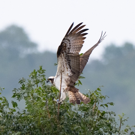 Osprey landing at Brockholes Credit Craig Smith