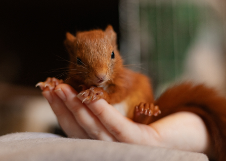 A close up of Houdini the red squirrel hit being held