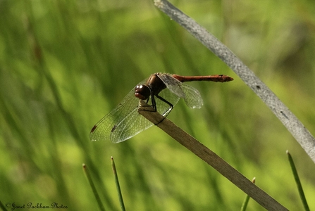 Ruddy darter at Middleton Nature reserve Credit Janet Packham