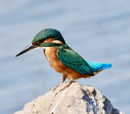 Kingfisher at Seaforth Credit Tony Conway