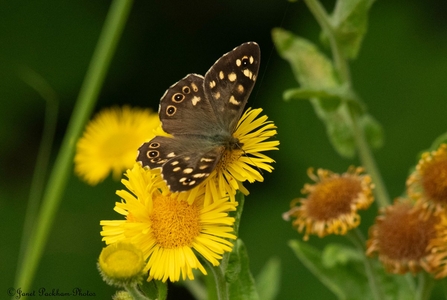 Speckled wood butterfly on a flower Credit Janet Packham