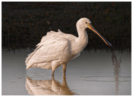 Spoonbill at Brockholes Credit Robert Jess