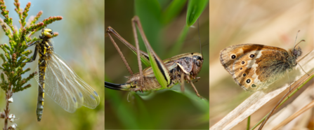 Three photos side by side, of the white-faced darter, bog bush-cricket and large heath butterfly