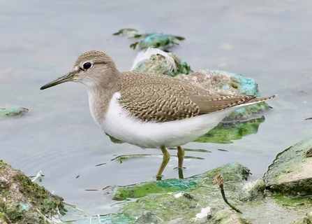 Common sandpiper at Seaforth Credit Tony Conway