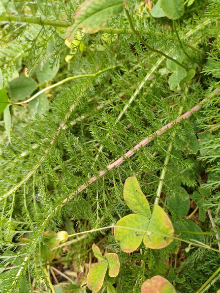 A close up of the foliage of yarrow plants