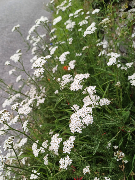 A verge full of yarrow plants in bloom