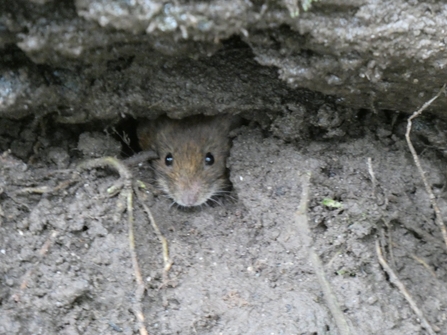 Bank vole peeping out of a bank at Brockholes Credit North Lancs Wildlife Group