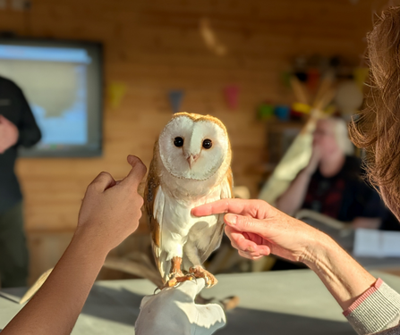 A young barn owl sits on a gloved hand while a child and an older person stroke him. He is staring straight at the camera
