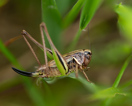 Green and brown bog bush cricket