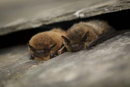 Bats between slate