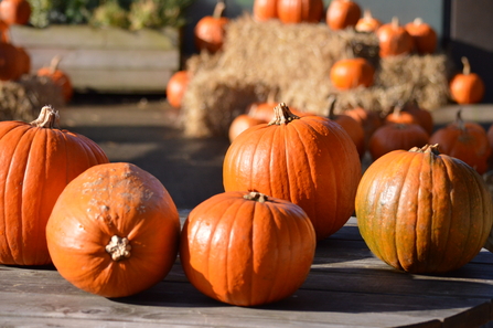 Pumpkins on display in Brockholes' outdoor pumpkin patch