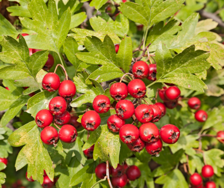deep red hawthorn berries surrounded by green hawthorn leaves