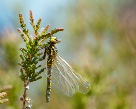 White faced darter sat on a green plant.