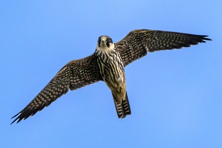 Hobby against a blue sky at Brockholes Credit Craig Smith