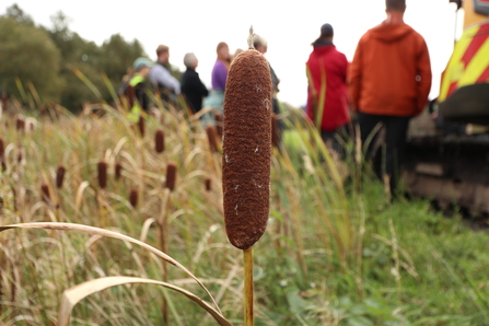 A bulrush head in front of a group of people