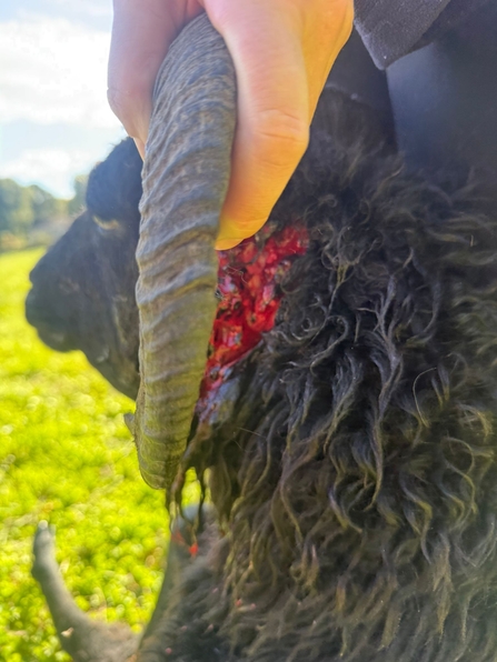 Side view of attach on sheep