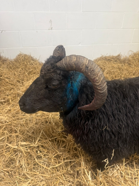 Sheep stitched up with healing gel