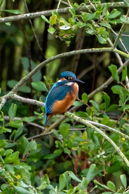 Kingfisher on a tree branch at Brockholes Credit Craig Smith
