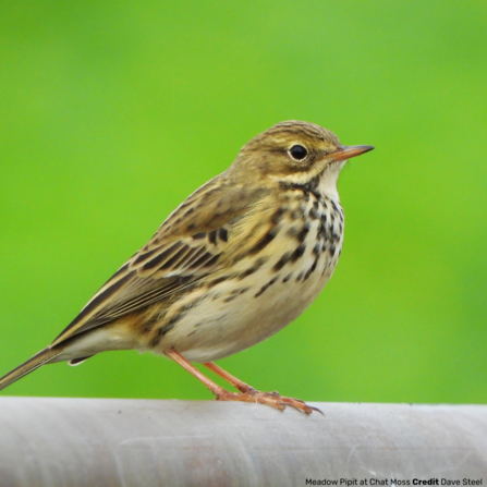 Meadow Pipit at Chat Moss by Dave Steel