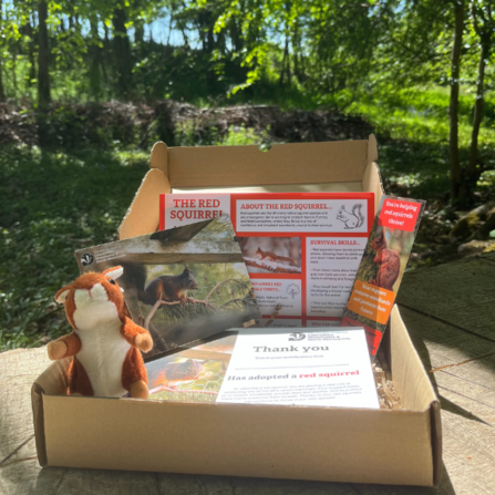Red squirrel adoption pack with woodland background