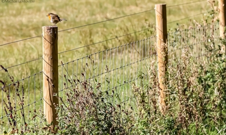 Robin on a fence post at Mere Sands Wood Credit Michaela Moville