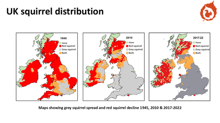 Series of maps showing the reduction in red squirrels and the increase in grey squirrels in the UK from 1947 to 2020