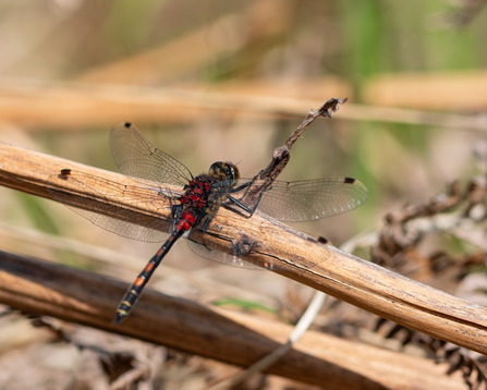 White faced darter sat on a stick