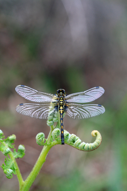 White faced darter on a green plant