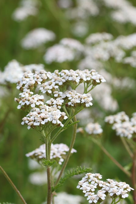 White flowers of yarrow (Achillea millefolium) in bloom
