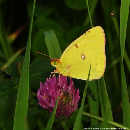 Clouded yellow butterfly sighting by Dave Steel