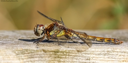 Common darter dragonfly at Lunt Meadows by Michaela Moville