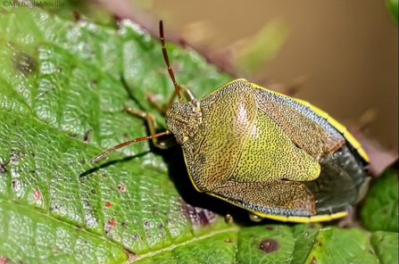 Green shieldbug on a leaf at Mere Sands Wood credit Michaela Moville