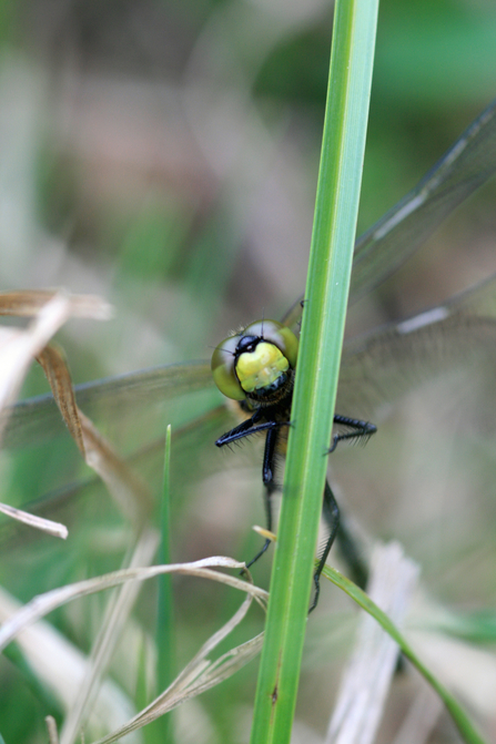 White faced darter looking at the camera, on a green plant