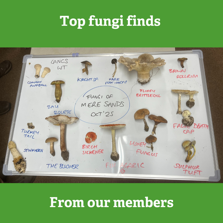 Annotated picture of fungi finds from member event
