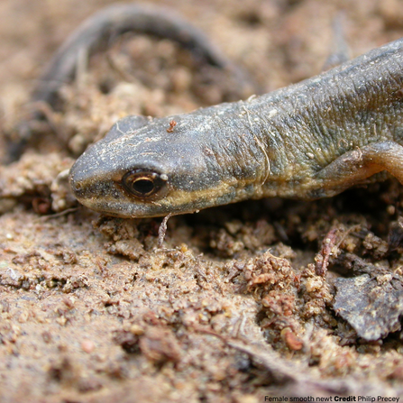 Female smooth newt Credit Philip Precey