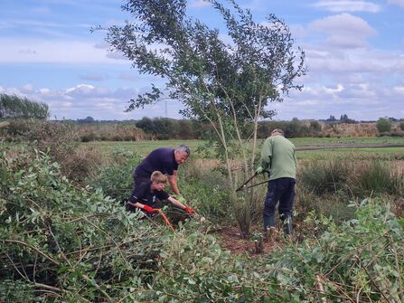 Three volunteers cutting down willow in a grassland at Lunt Meadows