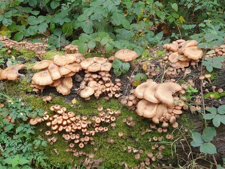 Honey fungus at Mere Sands Wood by Peter Collins Howard 