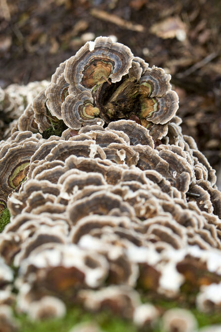 Cluster of turkey tail on wood covered in moss