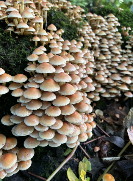 Sulphur tuffs at Brockholes- Oct 25 photo competition