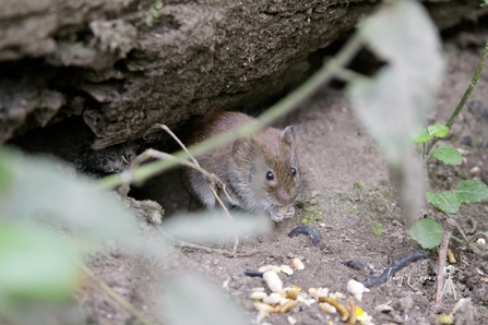 Bank Vole at Brockholes by Tony Connor