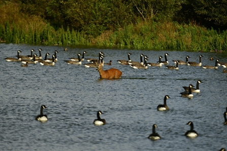 Deer among waders at Brockholes by Roe Deer Diary
