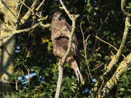 Buzzard sitting on a branch looking straight at the camera lens at Brockholes by Lancs Nature Spotter