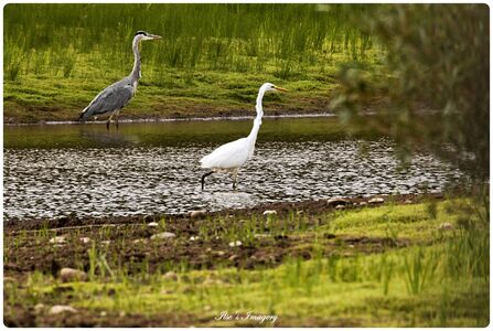 Egret and heron at Brockholes by Ilse's imagery