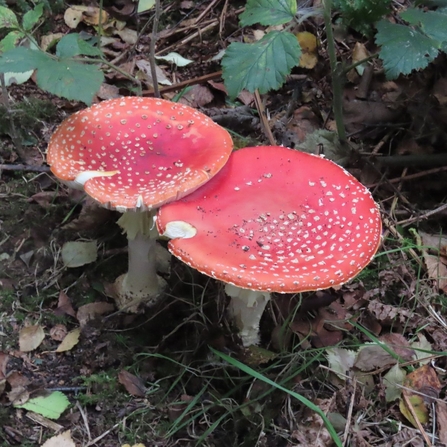 Fly agaric on Chat Moss by Kevin Bradshaw