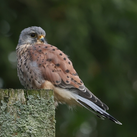 Kestrel at Brockholes Lancs Nature Spotter