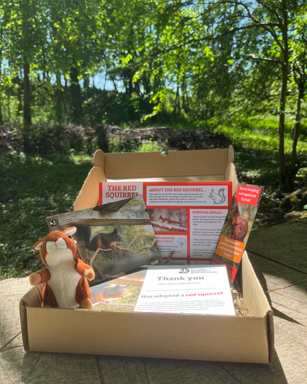 Red squirrel adoption pack with woodland background